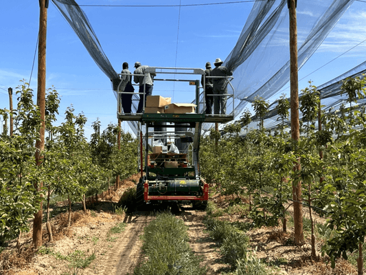 Récolte - Autre matériel de récolte - Plateforme récolte de fruits